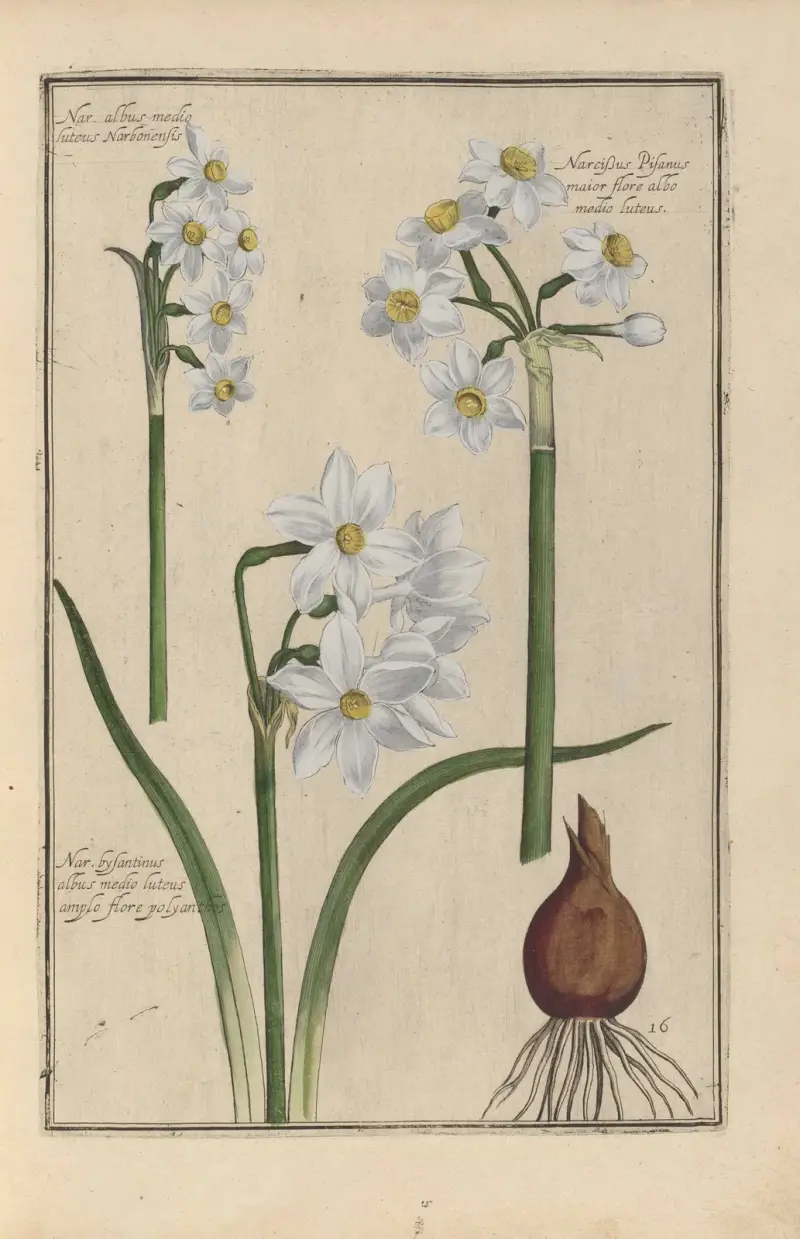 Theatrum florae Pl.18 av Daniel Rabel