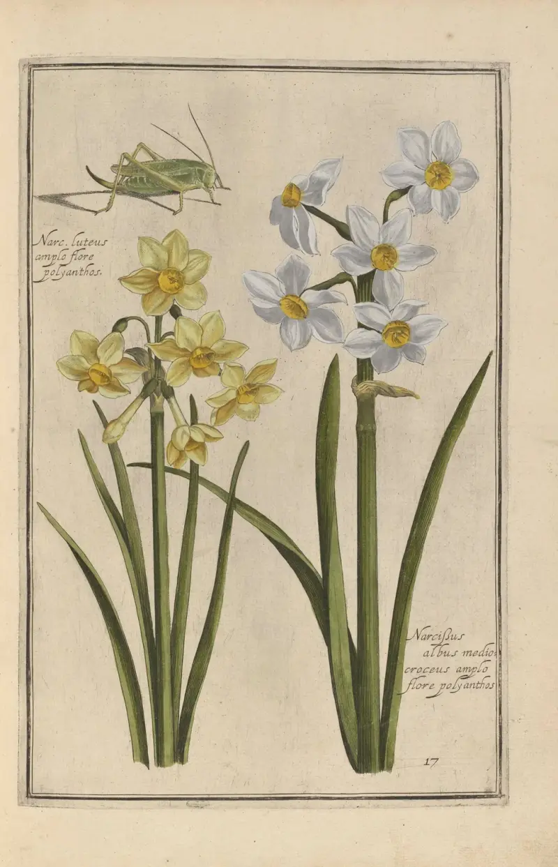 Theatrum florae Pl. 19 von Daniel Rabel