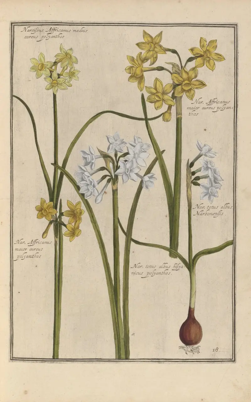 Theatrum florae Pl. 20 von Daniel Rabel