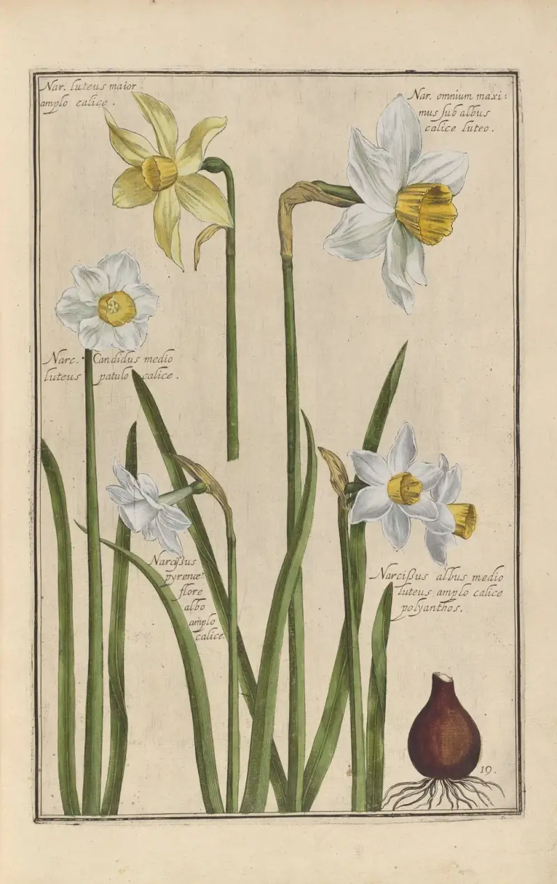 Theatrum florae Taf. 21 von Daniel Rabel