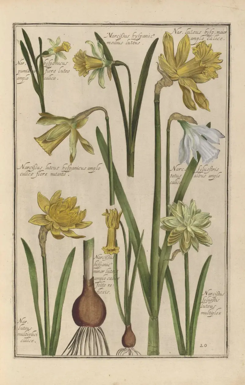 Theatrum florae Pl.22 av Daniel Rabel