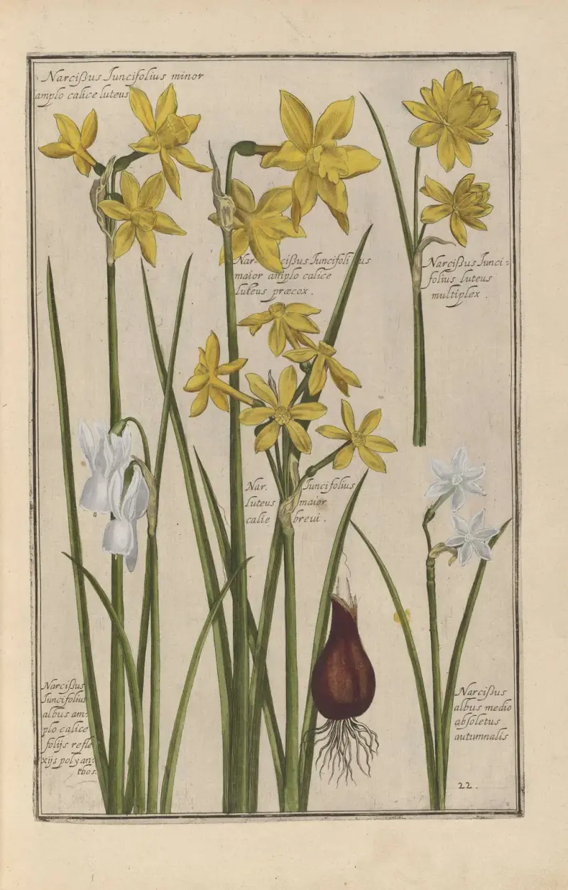 Theatrum florae Pl.24 av Daniel Rabel