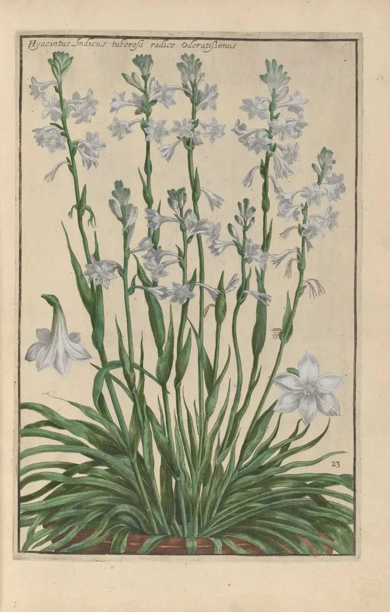 Theatrum florae Taf. 25 von Daniel Rabel