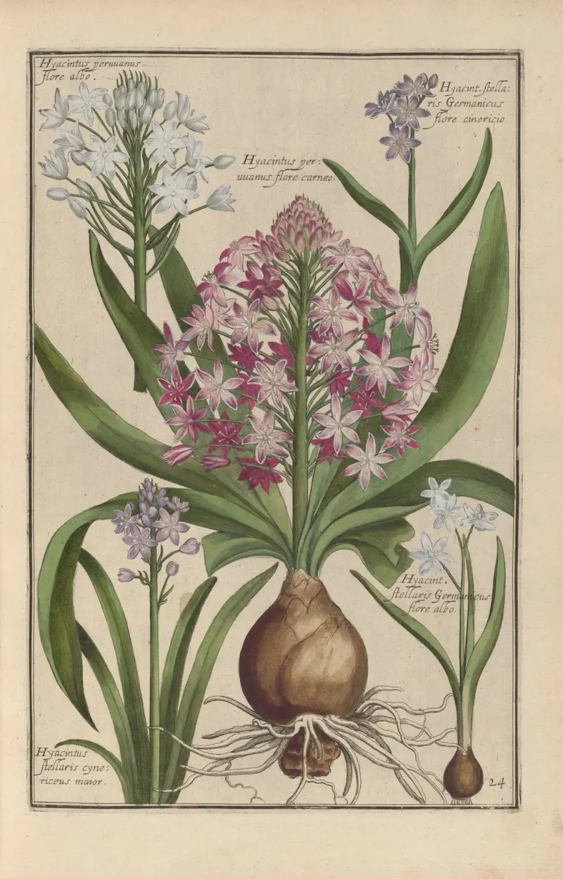 Theatrum florae Pl.26 av Daniel Rabel