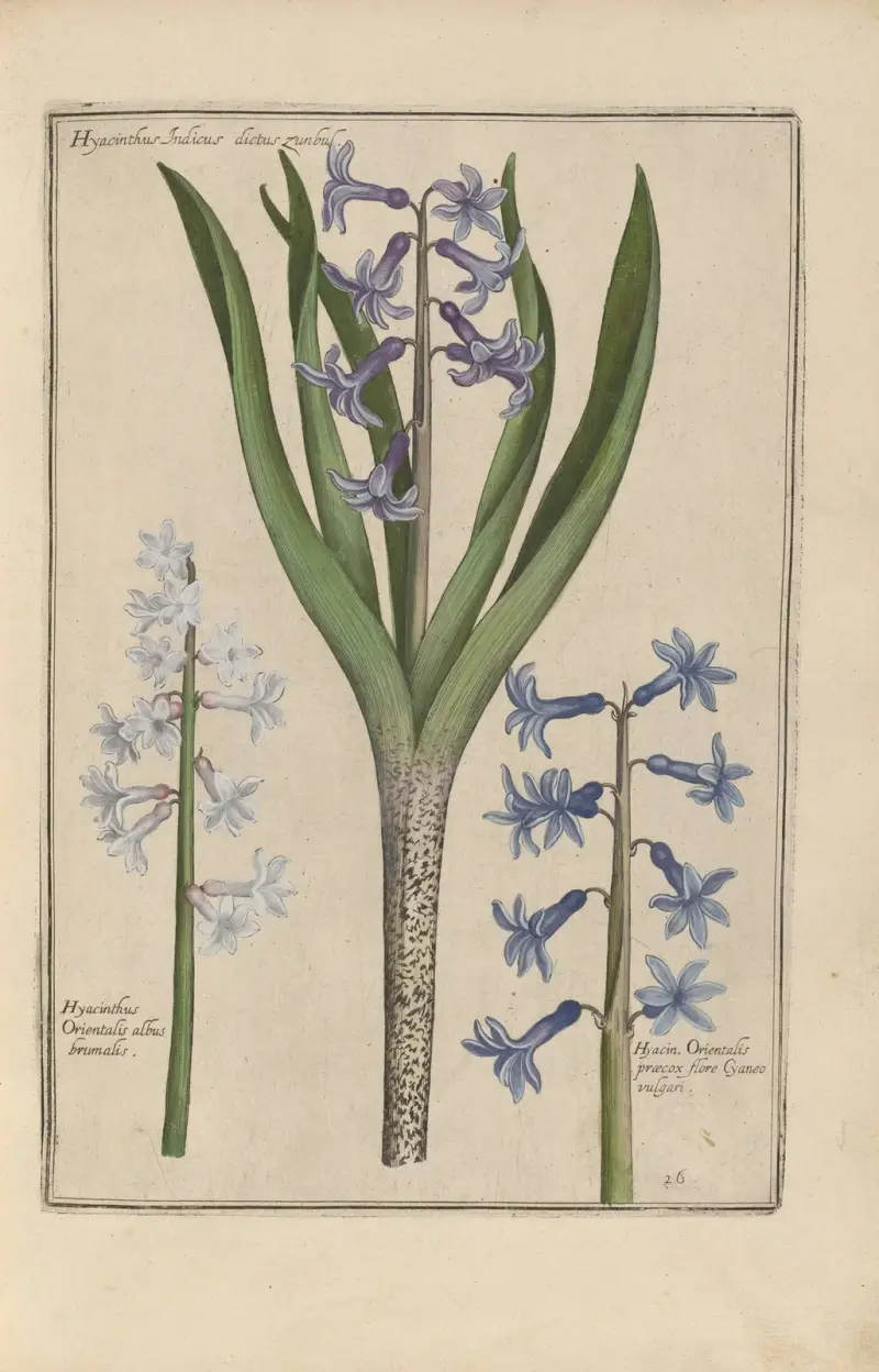 Theatrum florae Pl.28 av Daniel Rabel