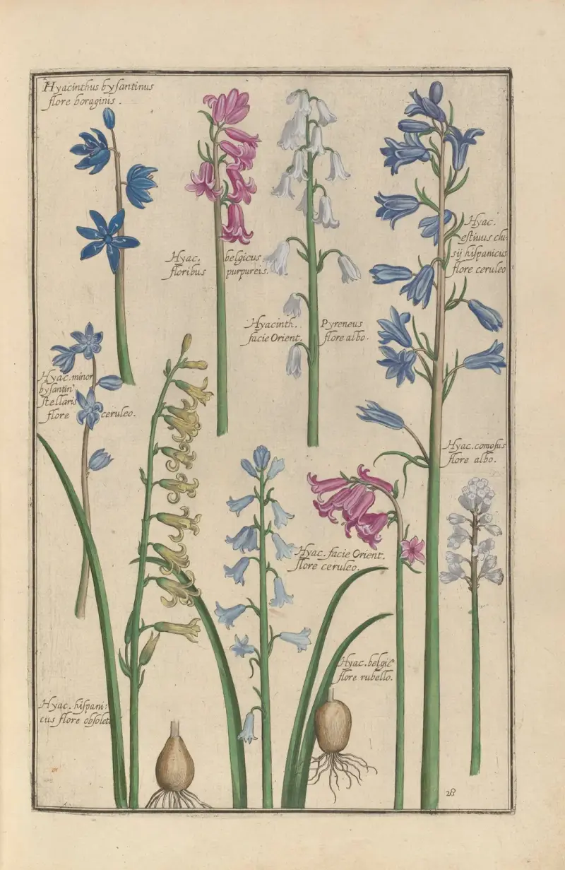 Theatrum florae pl. 30 av Daniel Rabel