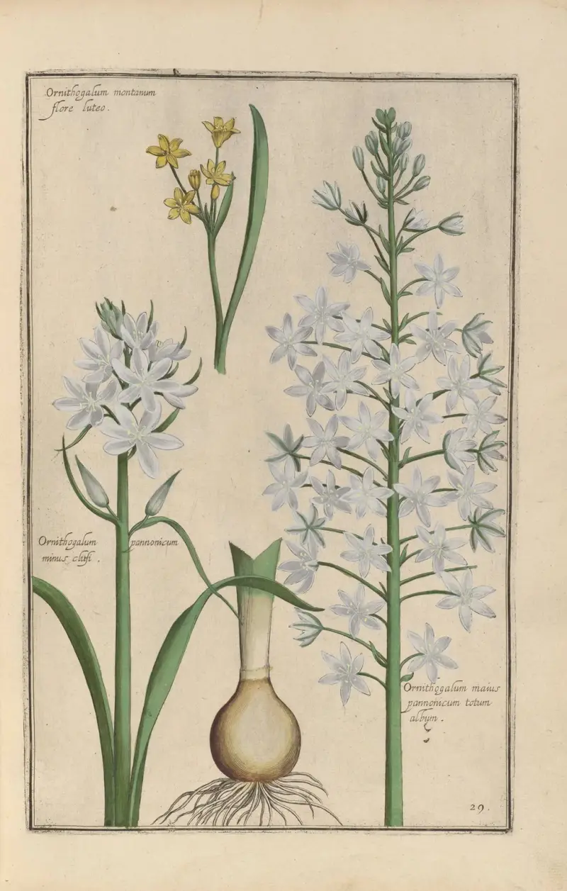 Theatrum florae Taf. 31 von Daniel Rabel