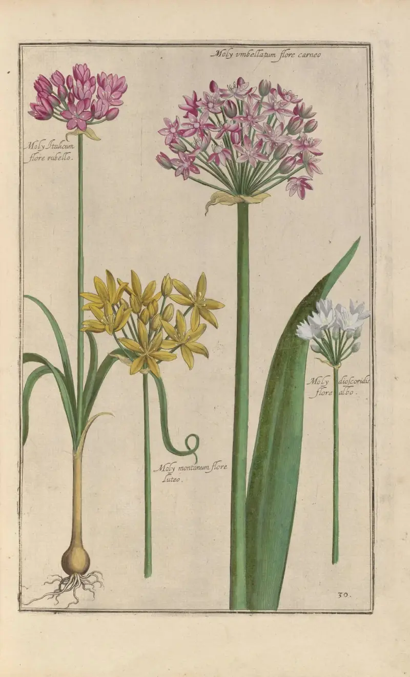 Theatrum florae Pl.32 av Daniel Rabel