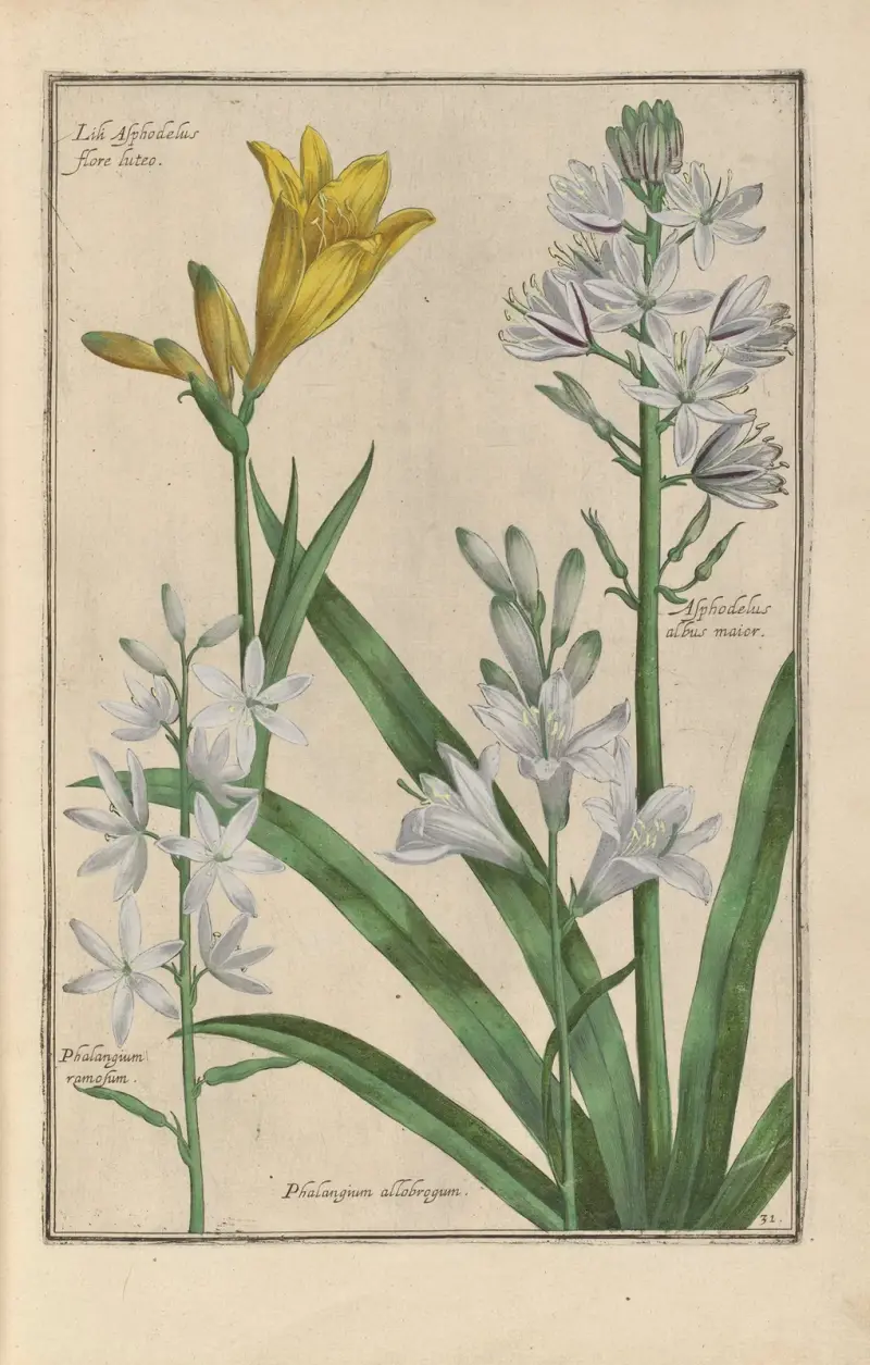 Theatrum florae Taf. 33 von Daniel Rabel