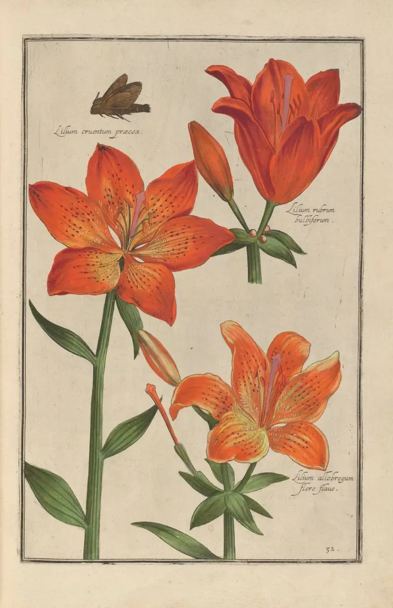 Theatrum florae Pl.34 av Daniel Rabel
