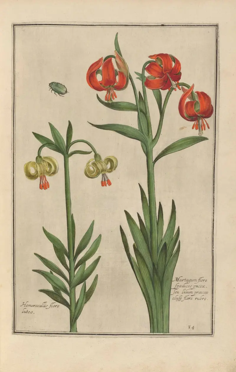 Theatrum florae Pl.36 av Daniel Rabel