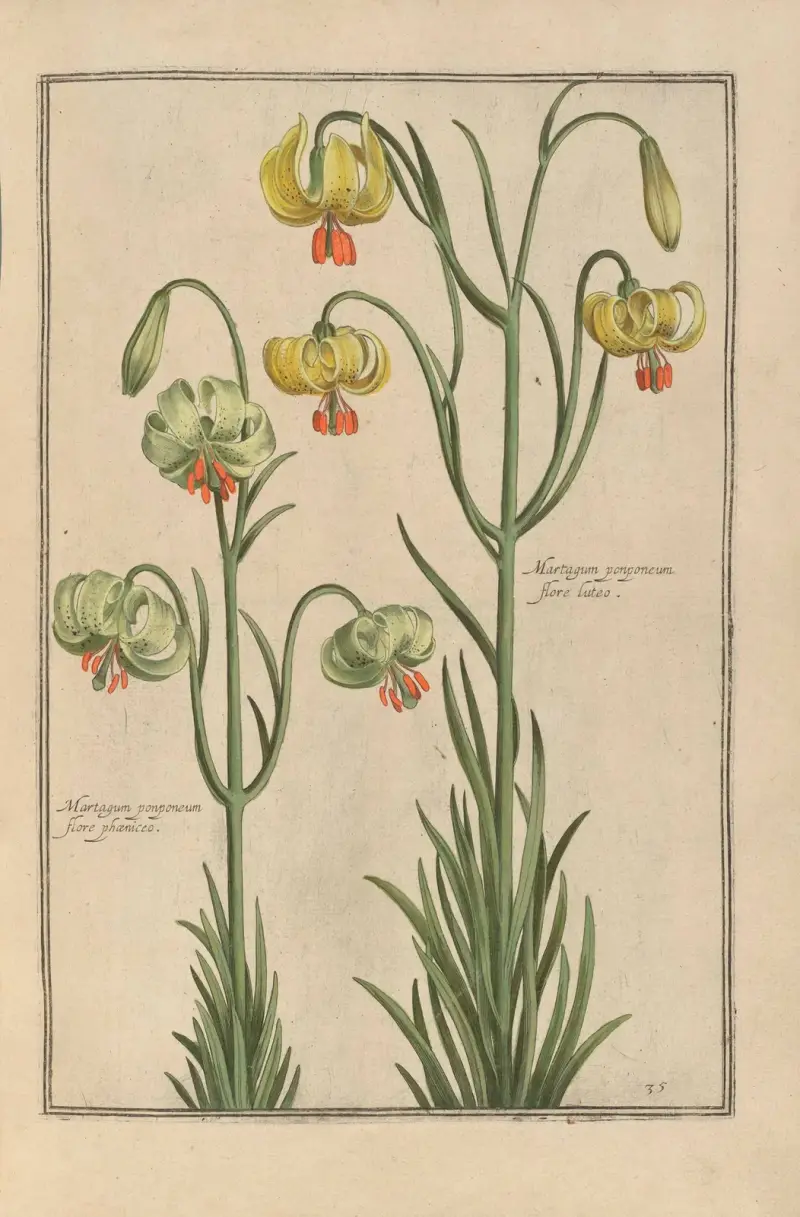 Theatrum florae Pl.37 av Daniel Rabel