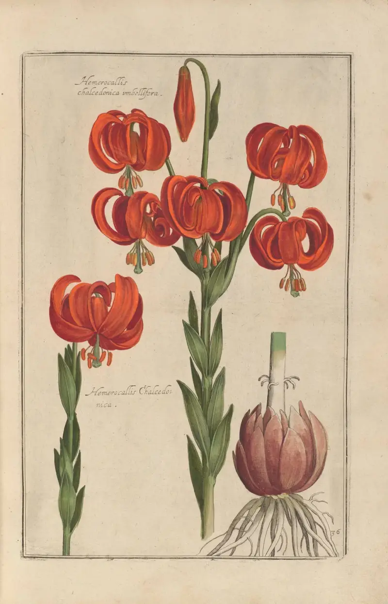 Theatrum florae Pl.38 av Daniel Rabel