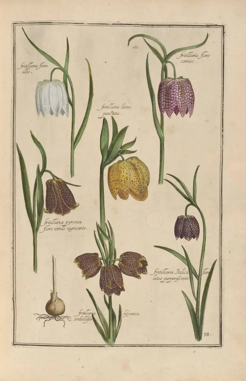 Theatrum florae Pl. 40 von Daniel Rabel
