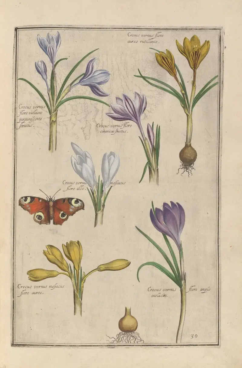 Theatrum florae Pl.41 av Daniel Rabel