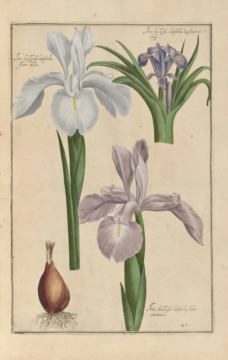 Theatrum florae pl. 44 av Daniel Rabel