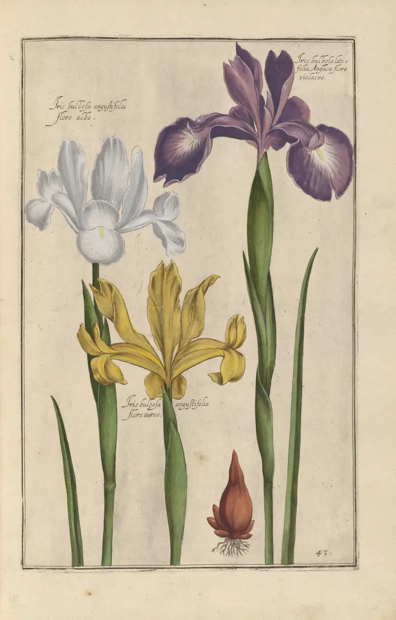 Theatrum florae Pl. 45 von Daniel Rabel