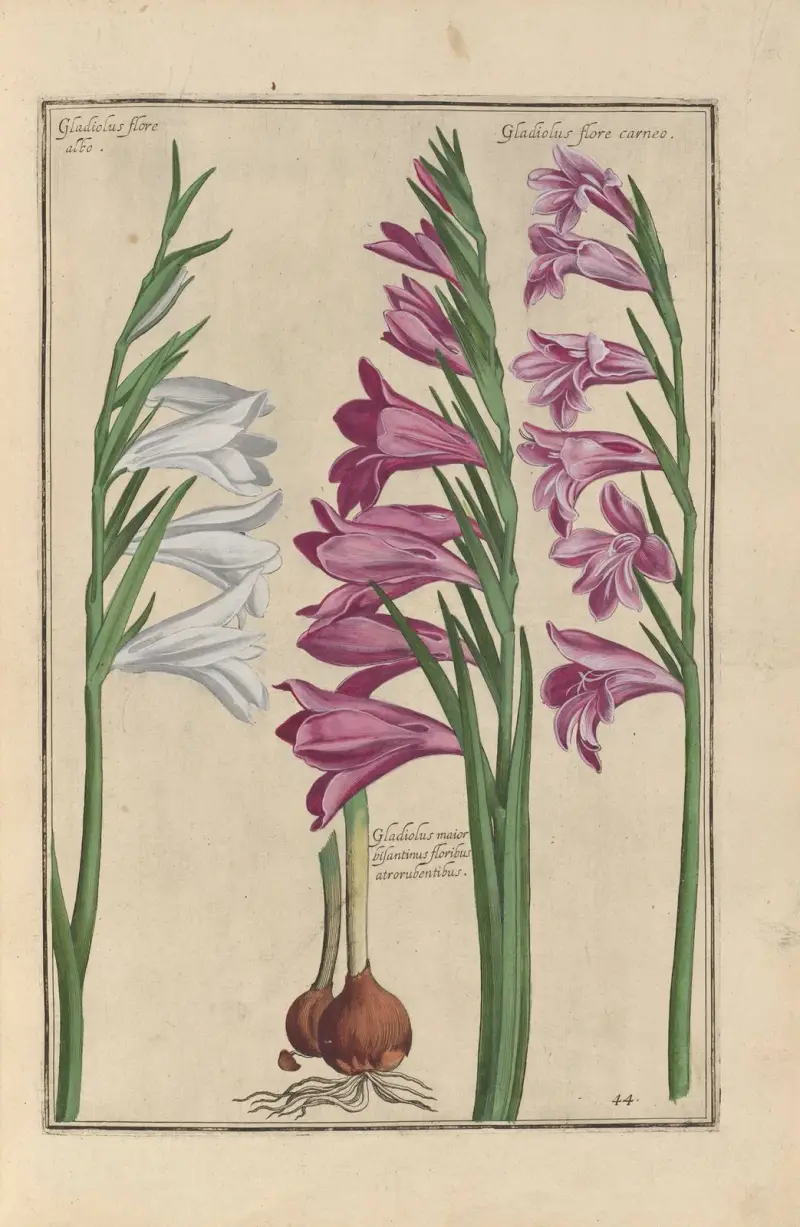 Theatrum florae Pl.46 av Daniel Rabel