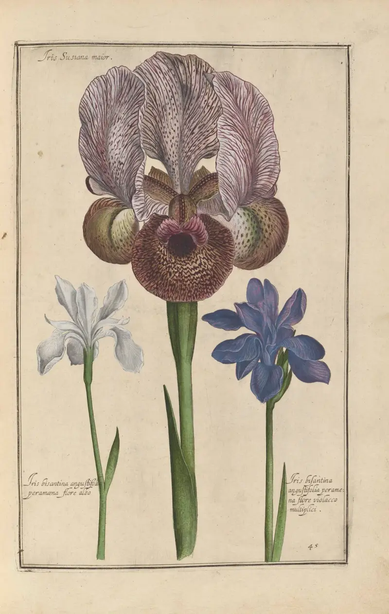 Theatrum florae Pl.47 av Daniel Rabel