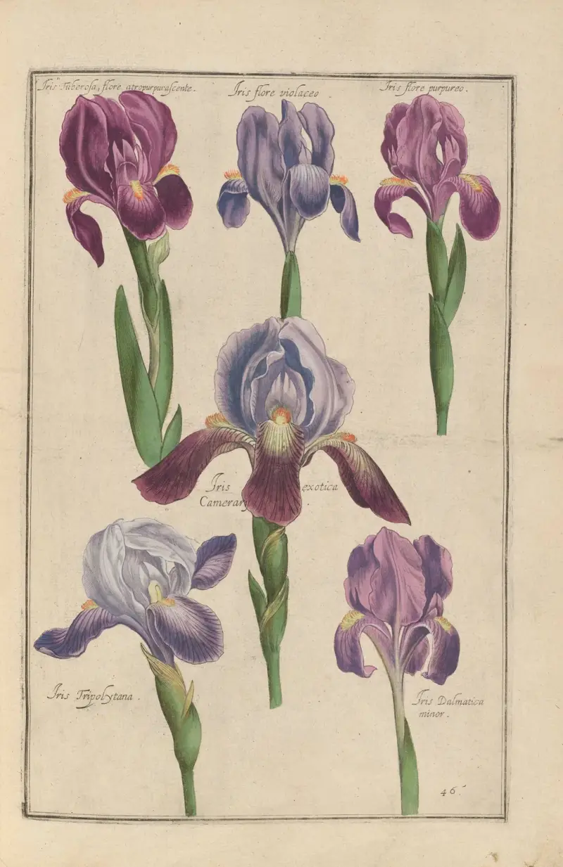 Theatrum florae Pl.48 av Daniel Rabel