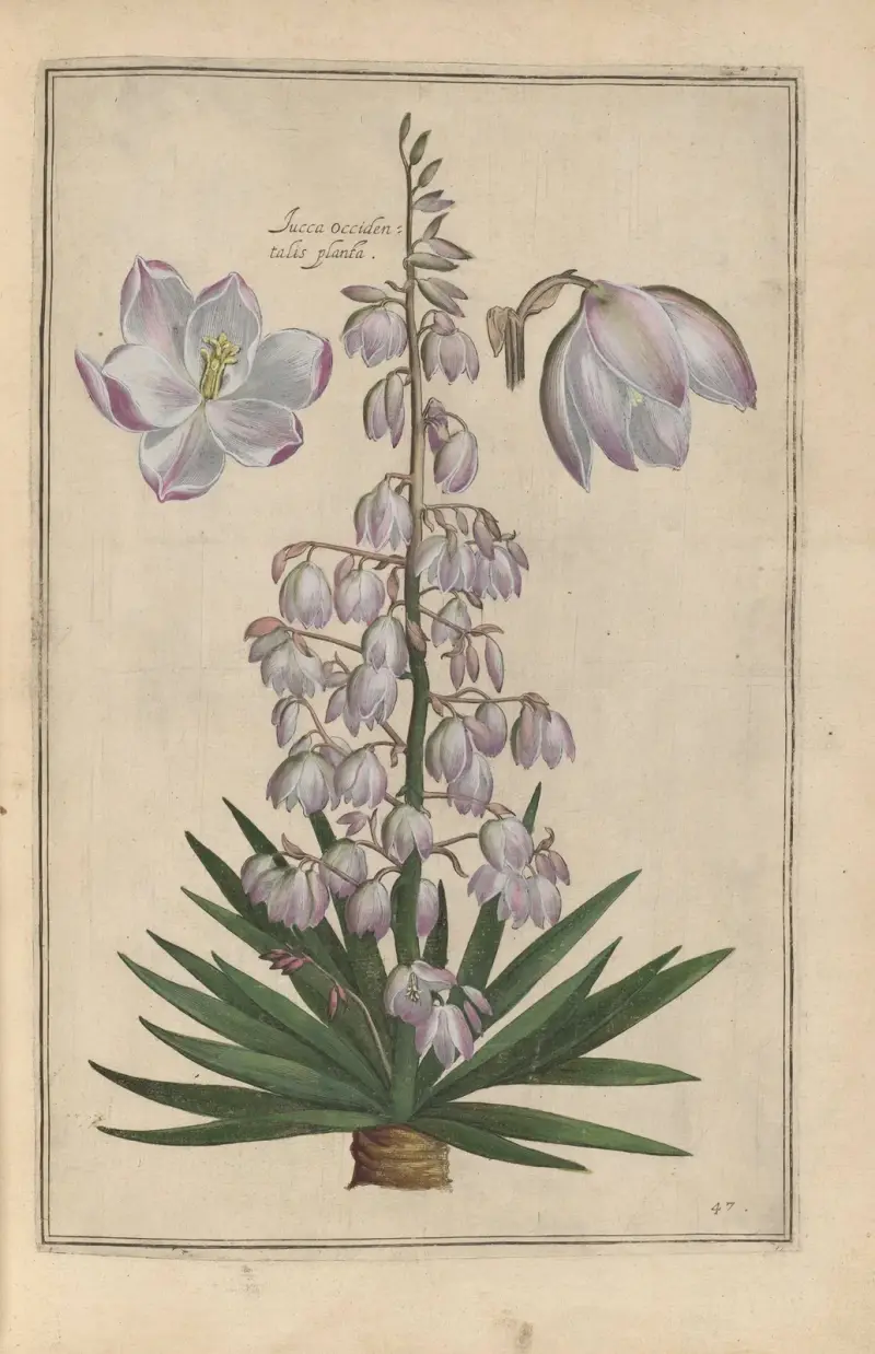 Theatrum florae Pl.49 av Daniel Rabel