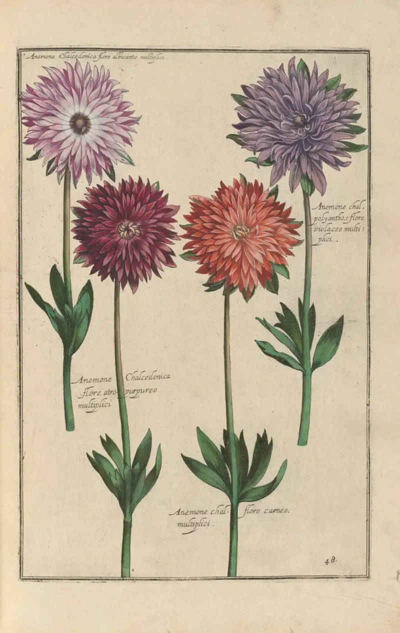 Theatrum florae Pl.50 av Daniel Rabel