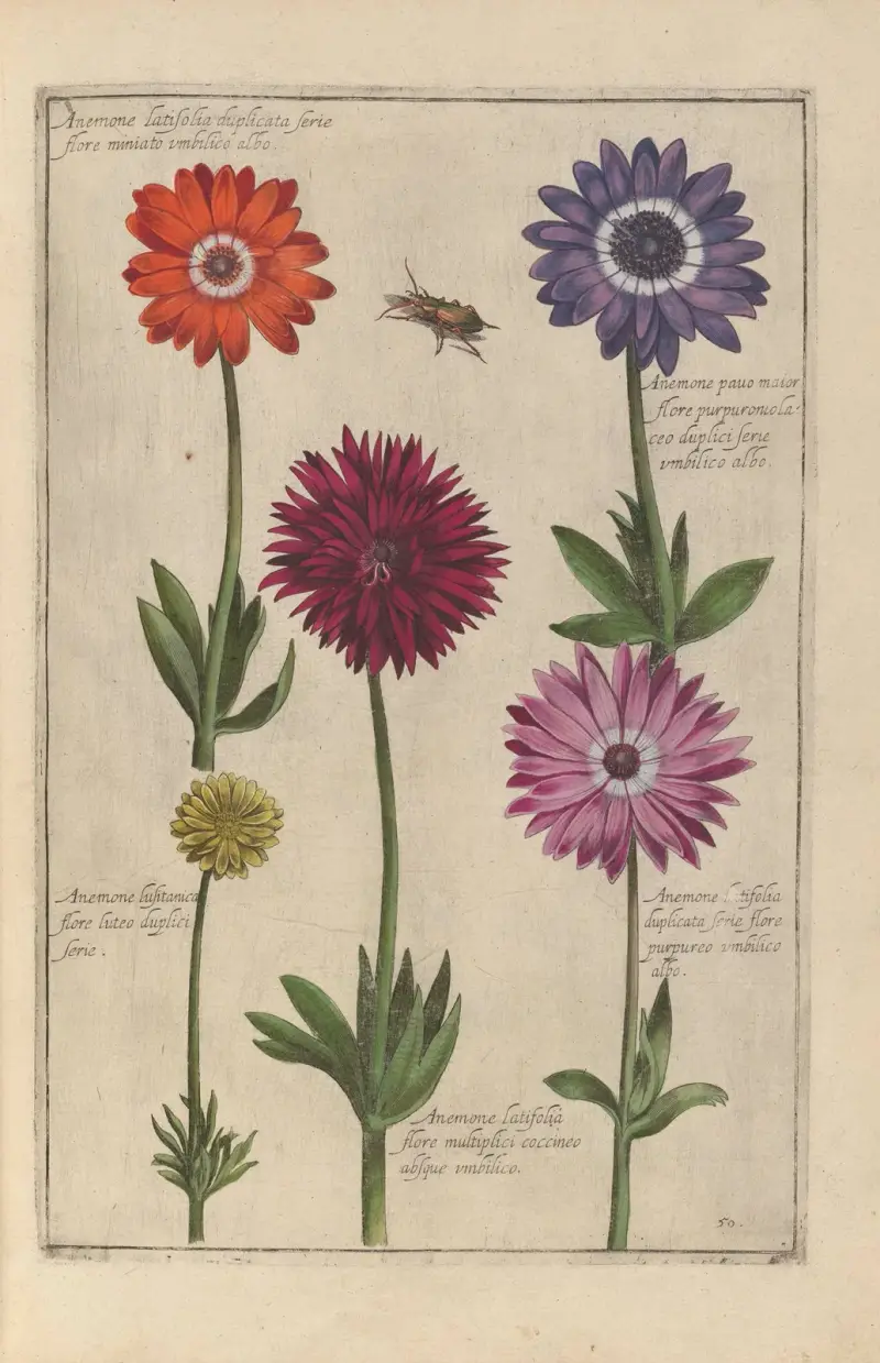 Theatrum florae Taf. 52 von Daniel Rabel