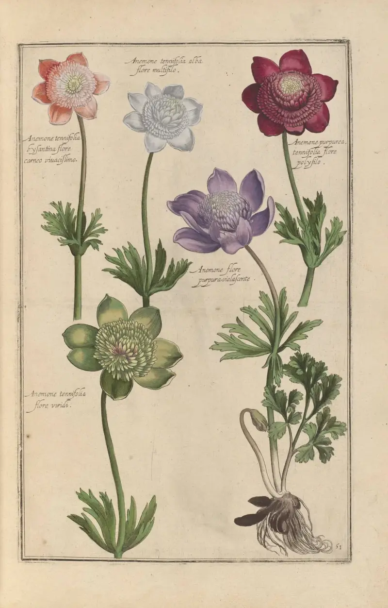 Theatrum florae Pl.53 av Daniel Rabel