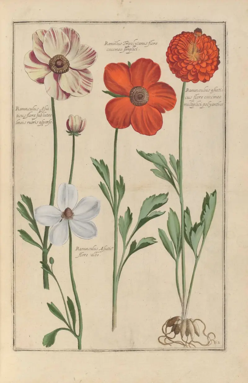 Theatrum florae Pl.54 av Daniel Rabel
