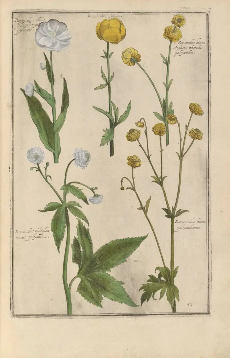 Theatrum florae Pl.55 av Daniel Rabel
