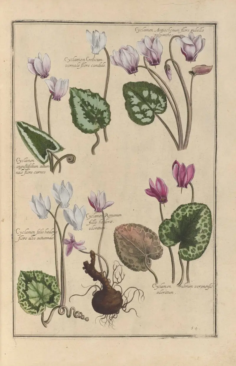 Theatrum florae Pl. 56 von Daniel Rabel