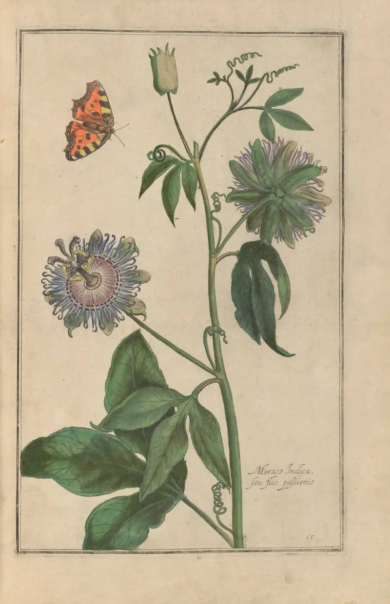 Theatrum florae Pl. 57 von Daniel Rabel
