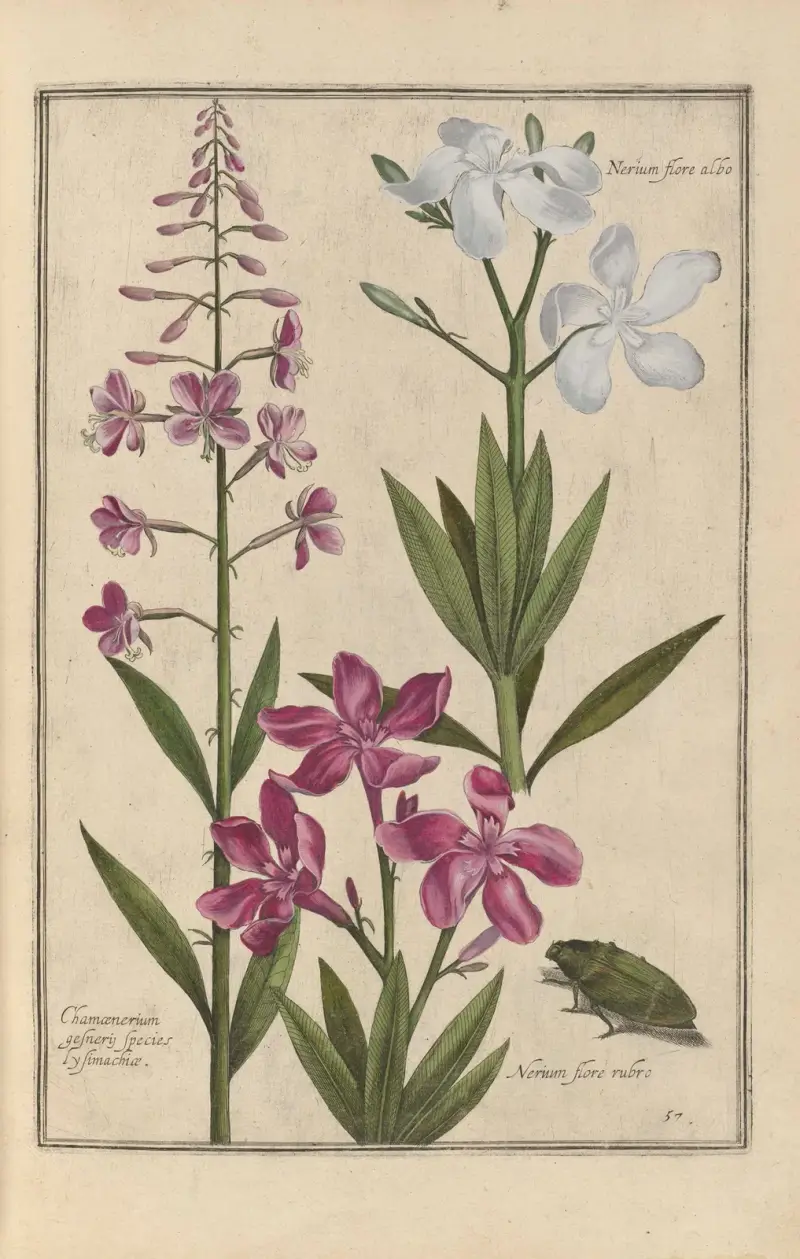 Theatrum florae Pl.59 av Daniel Rabel