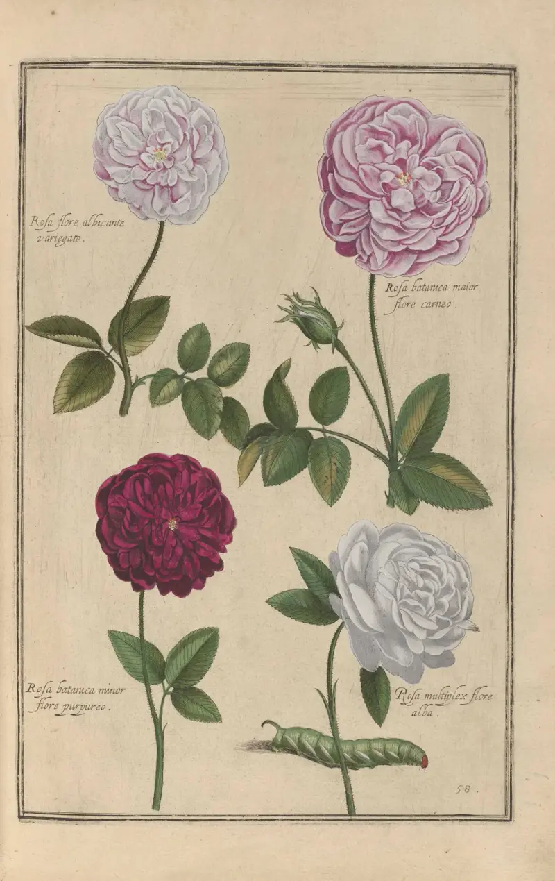 Theatrum florae Pl.60 av Daniel Rabel