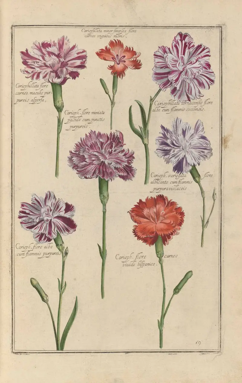 Theatrum florae Pl.61 av Daniel Rabel
