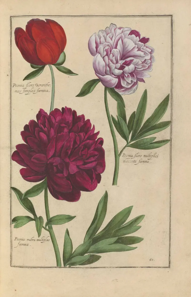 Theatrum florae Taf. 62 von Daniel Rabel