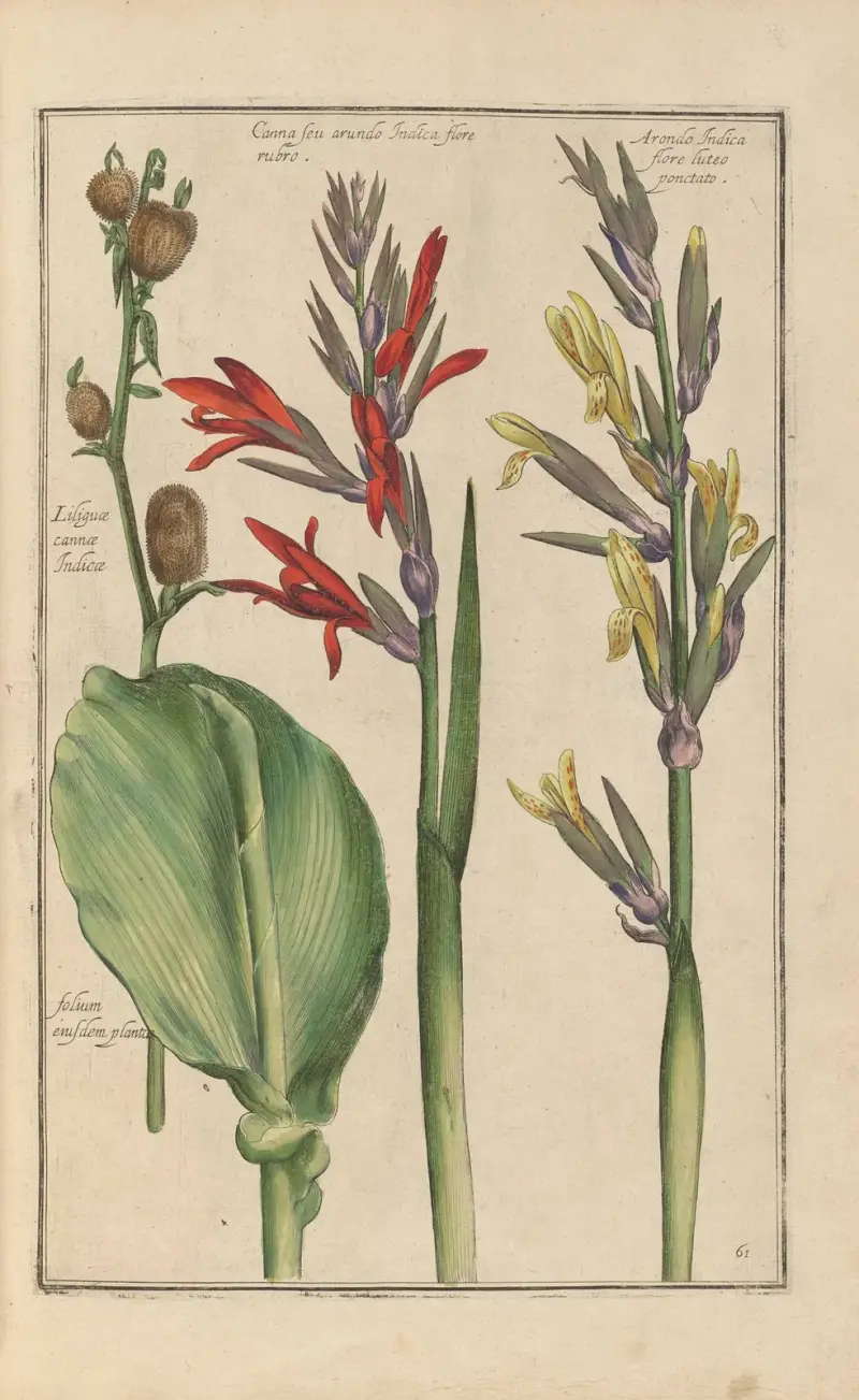 Theatrum florae Taf. 63 von Daniel Rabel