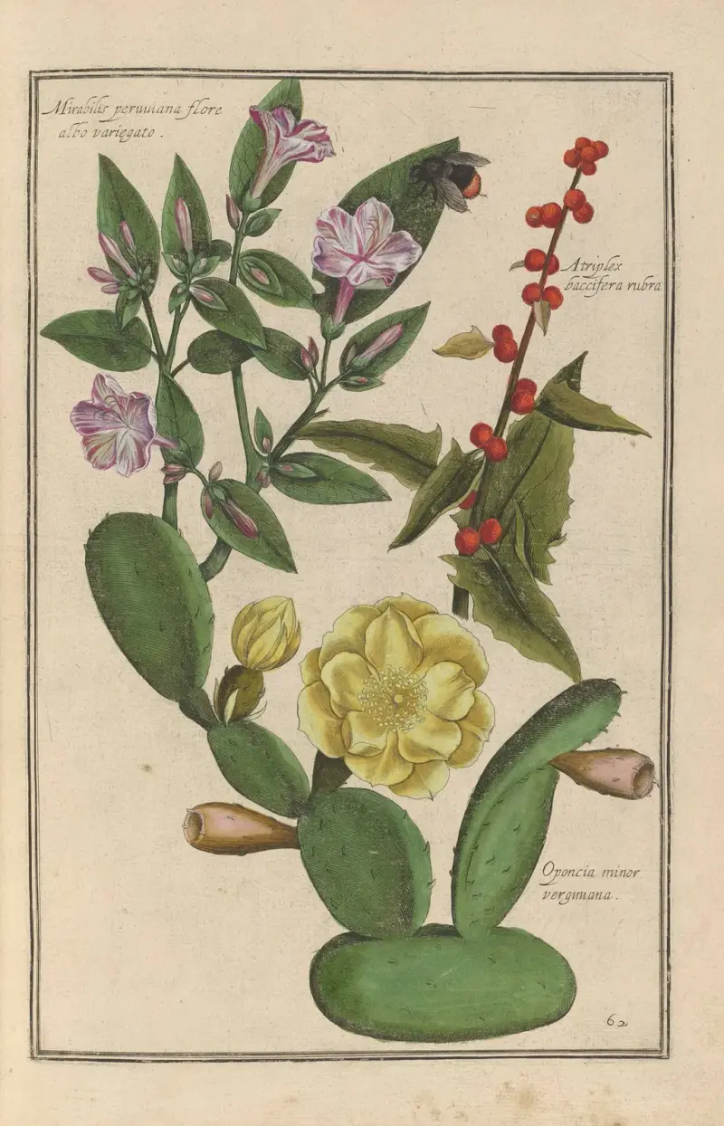 Theatrum florae Pl.64 av Daniel Rabel