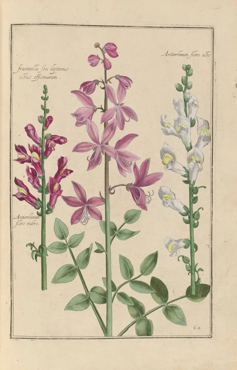 Theatrum florae Pl.66 av Daniel Rabel