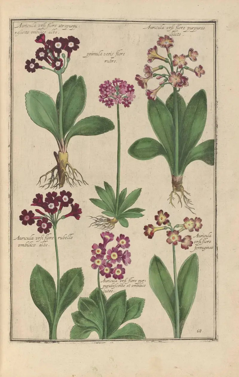Theatrum florae Pl.70 av Daniel Rabel