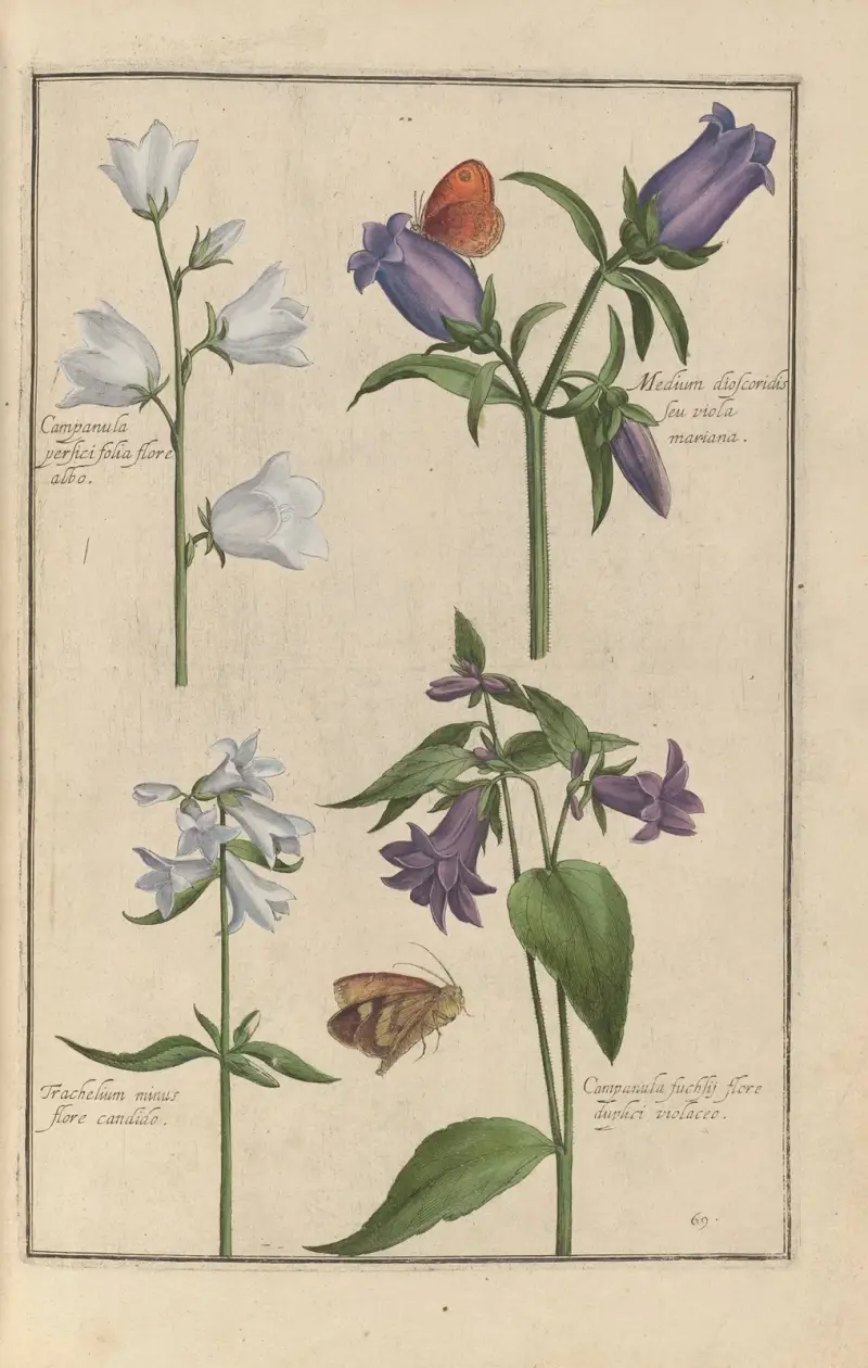 Theatrum florae Pl.71 av Daniel Rabel
