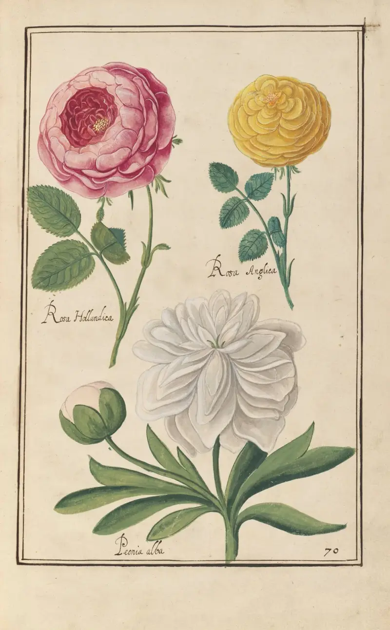 Theatrum florae Taf. 72 von Daniel Rabel