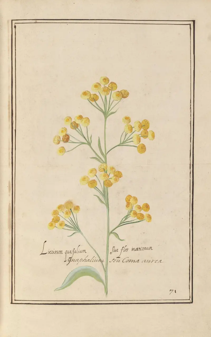 Theatrum florae Pl.73 av Daniel Rabel
