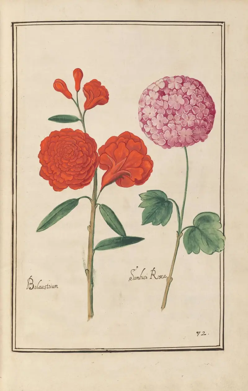 Theatrum florae Pl.74 av Daniel Rabel