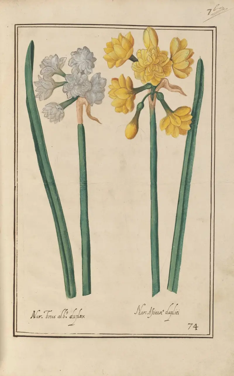 Theatrum florae Pl. 76 von Daniel Rabel