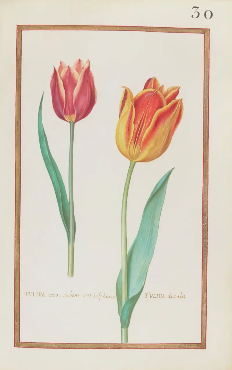 Tulipa atro. rubens oris sulphureis ; tulipa ducalis av Daniel Rabel