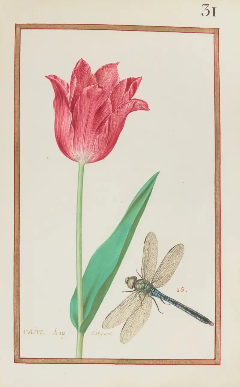 Tulpe in Silberstoff von Daniel Rabel