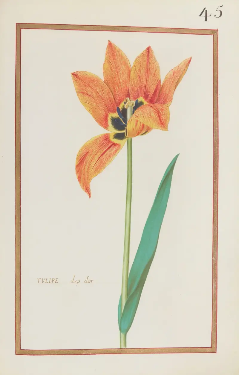 Tulipe drp dor av Daniel Rabel
