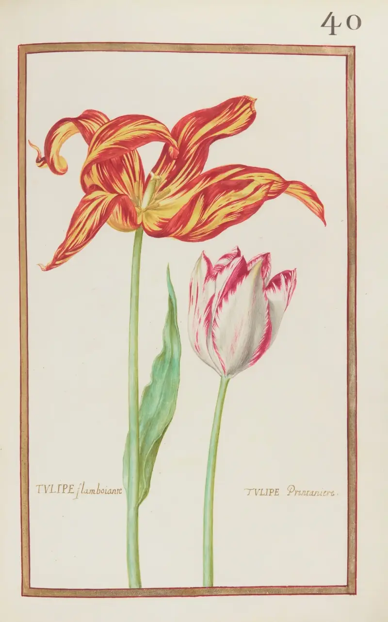 Flamberande tulpan av Daniel Rabel