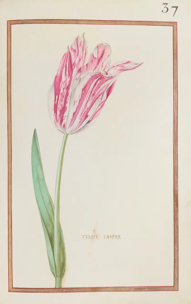 Gestreifte Tulpe, 1624 – Nr. 2 von Daniel Rabel